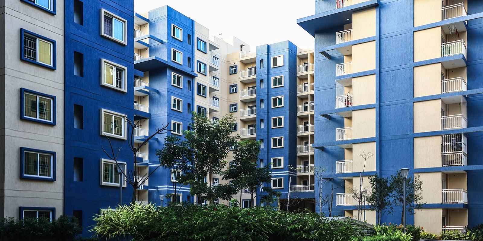 Brigade Meadows Plumeria Featured Image